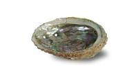 Small Abalone Shell 